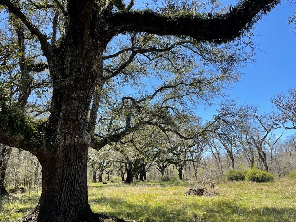 100 acres in Angleton County - photo 10
