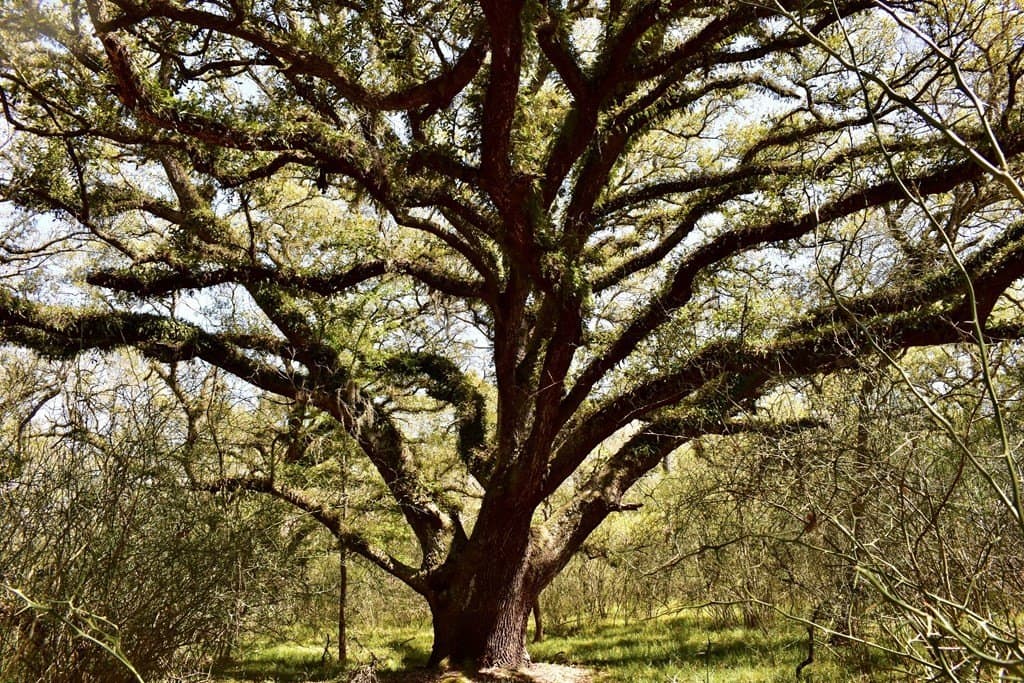 100 acres in Angleton County featured view