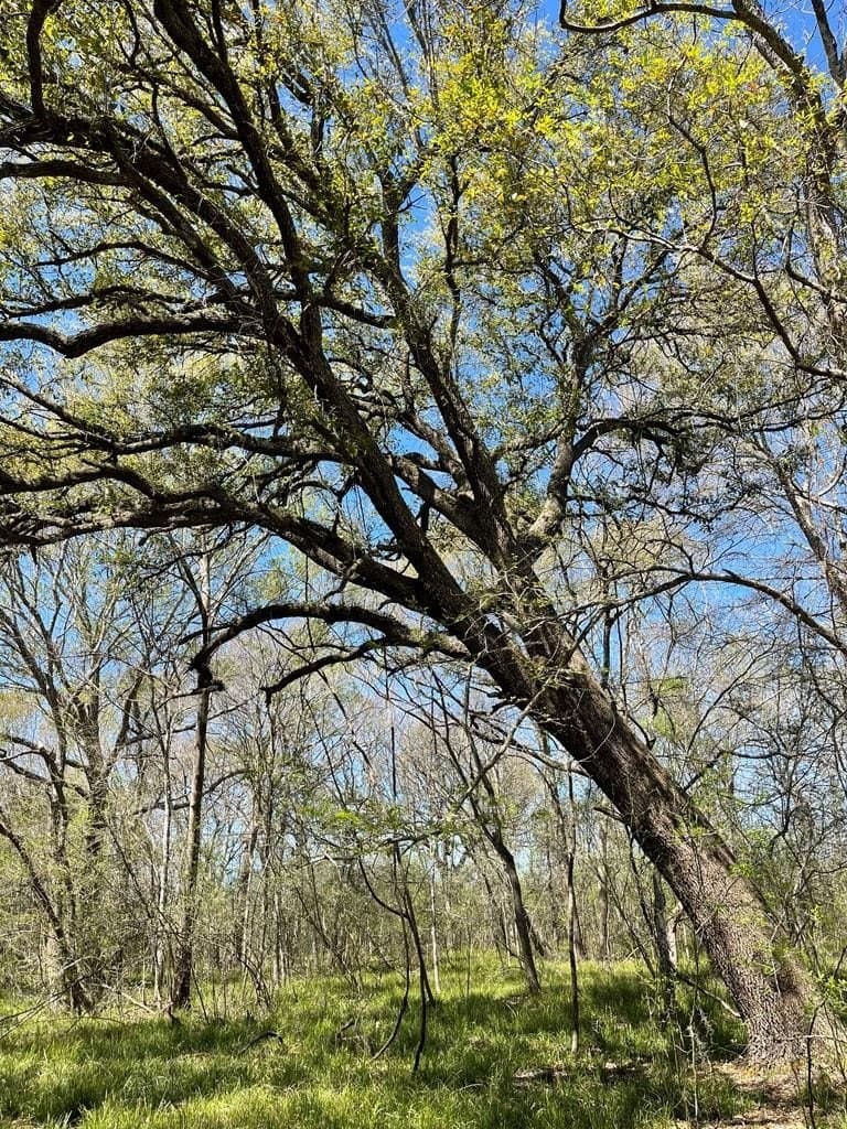 100 acres in Angleton County - photo 16