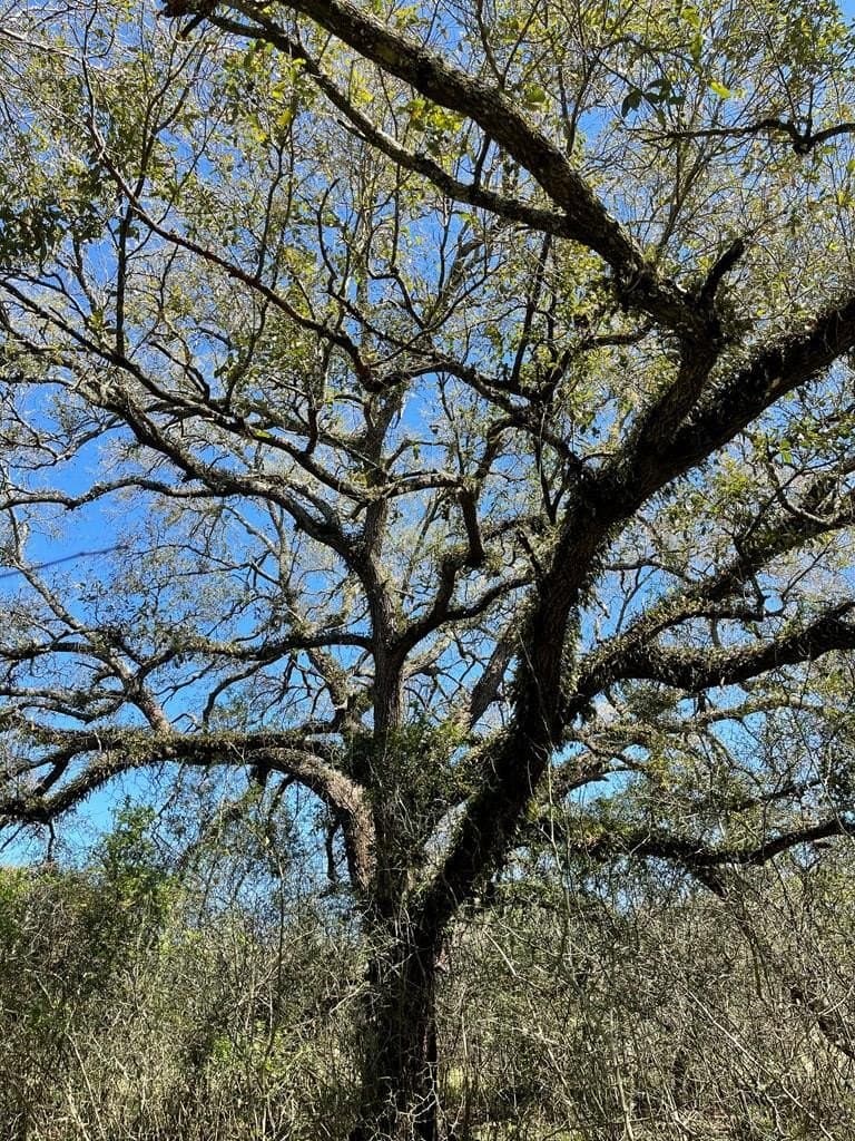 100 acres in Angleton County - photo 17