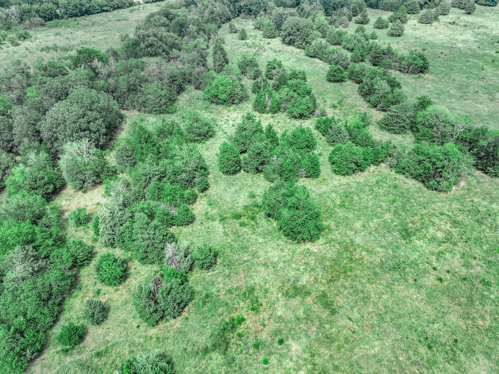 125 acres in Franklin (TX) County - photo 11