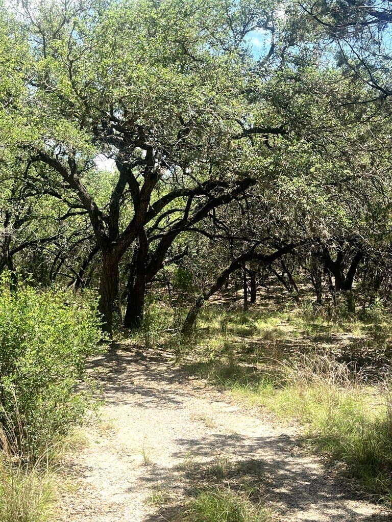 8.92 acres in Uvalde County gallery image 4