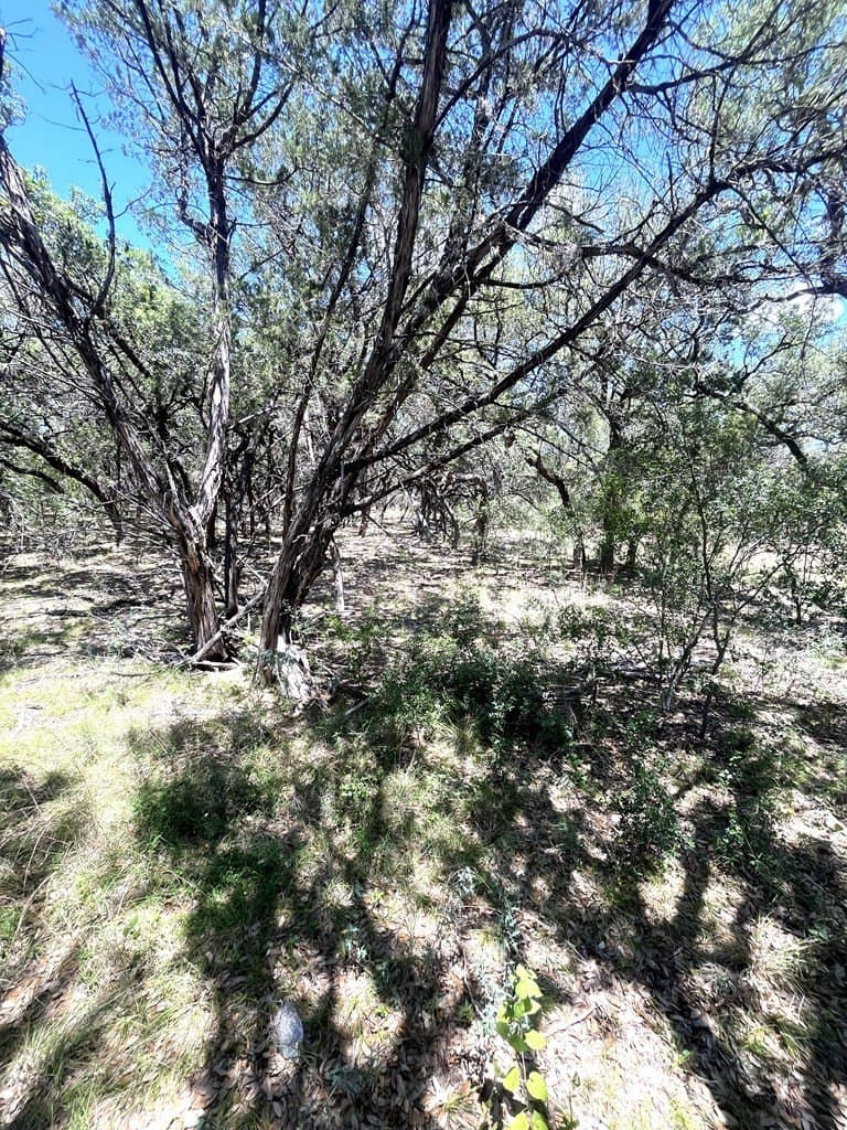 8.92 acres in Uvalde County gallery image 3