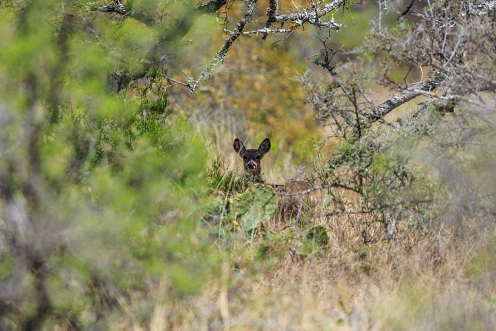 601.55 acres in Mason County featured view