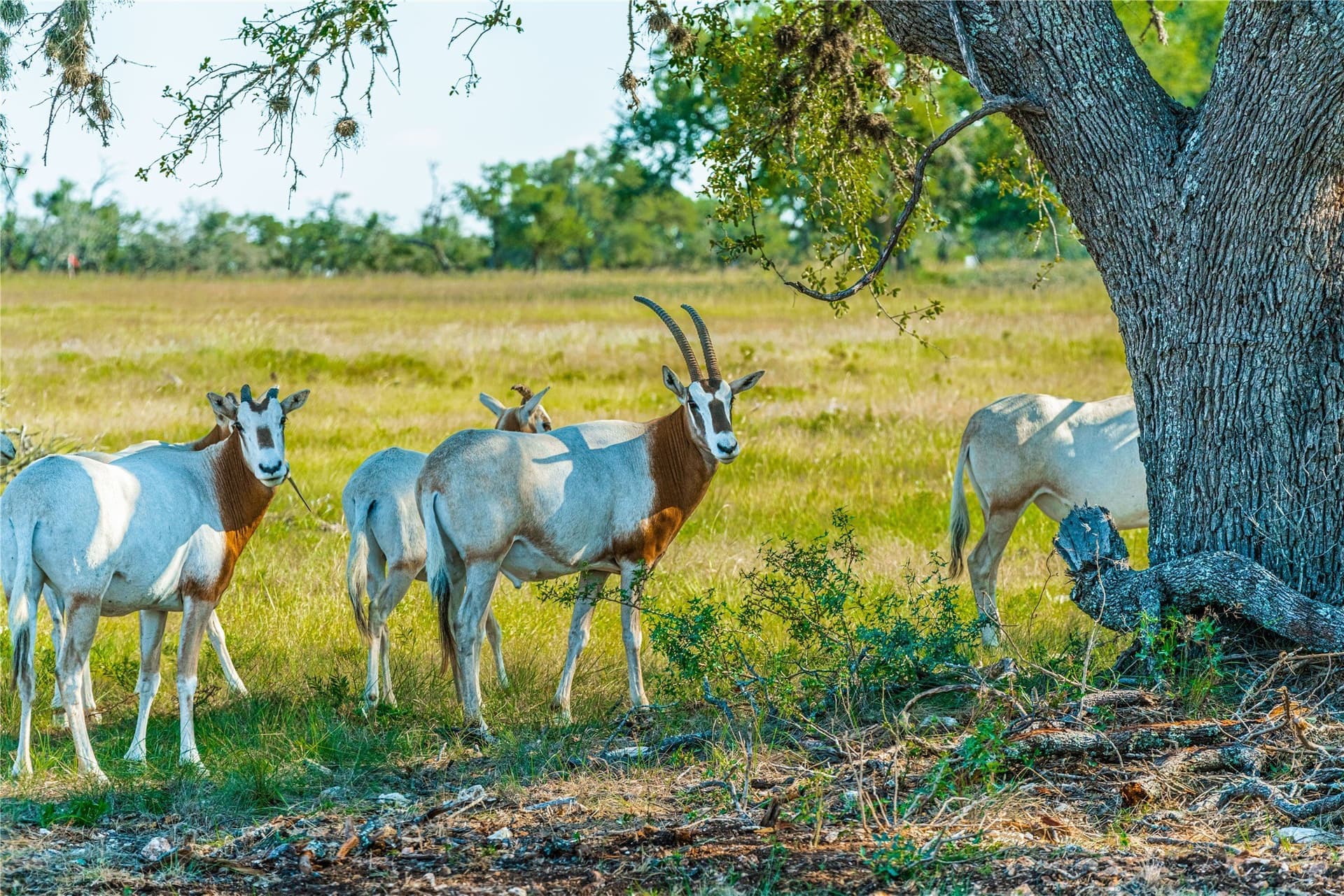 5.3 acres in Blanco County - photo 3