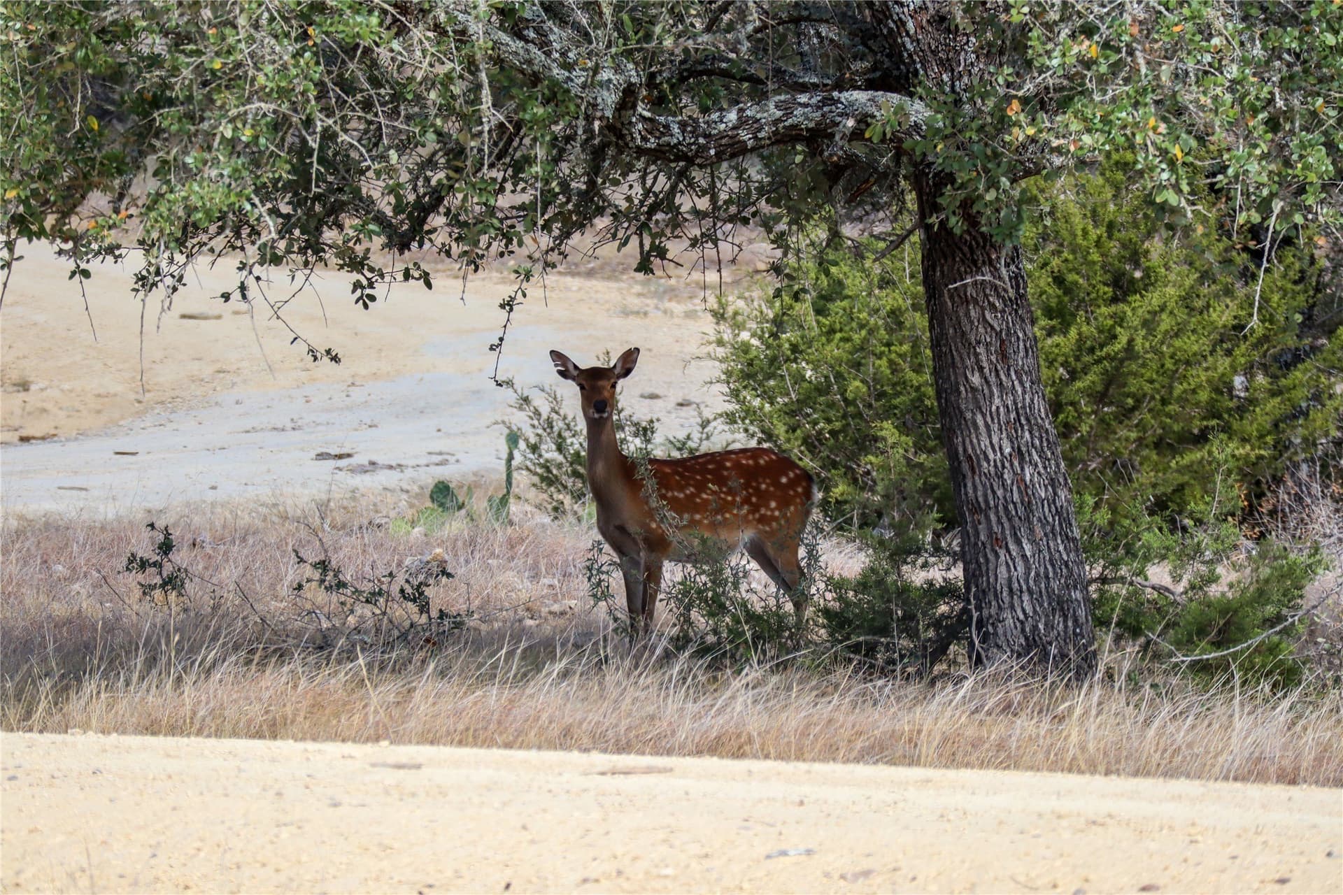 5.3 acres in Blanco County - photo 38