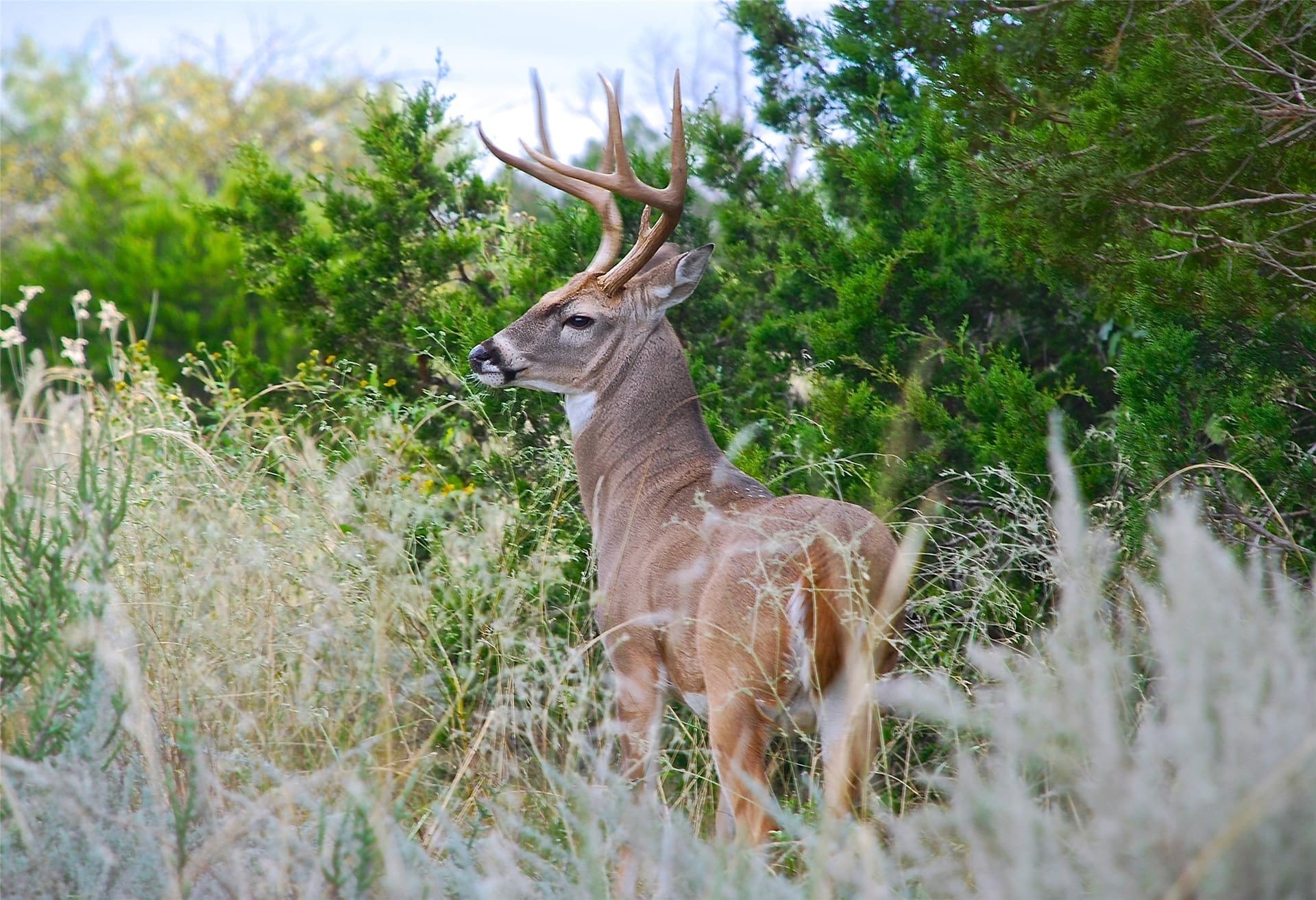 4.02 acres in Palo Pinto County - photo 8