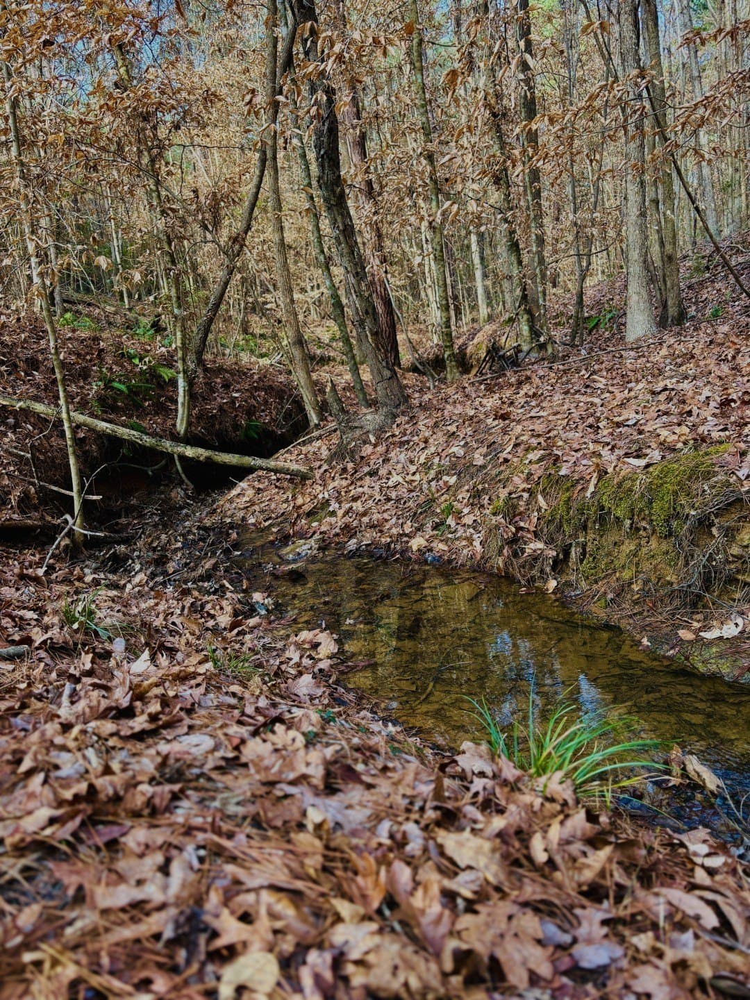 20.28 acres in Shelby County - photo 8