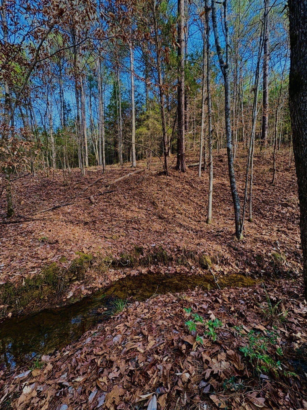 20.28 acres in Shelby County - photo 9