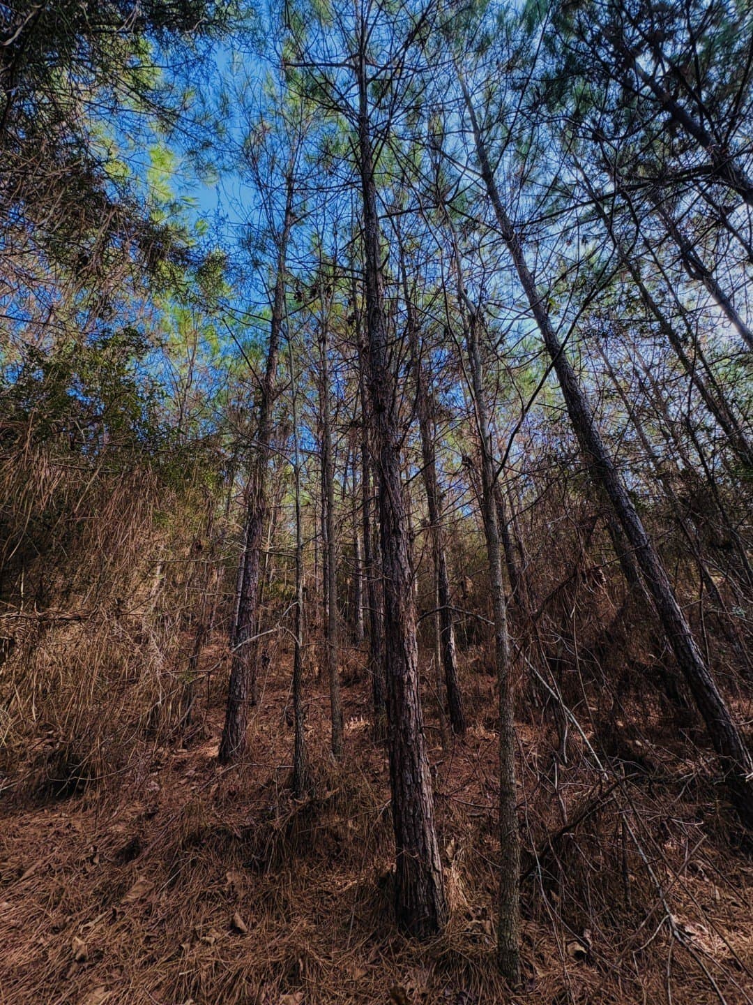 20.28 acres in Shelby County - photo 11