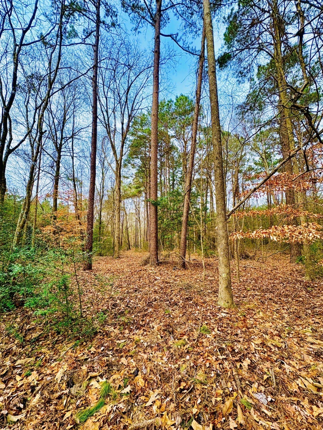 20.28 acres in Shelby County - photo 3