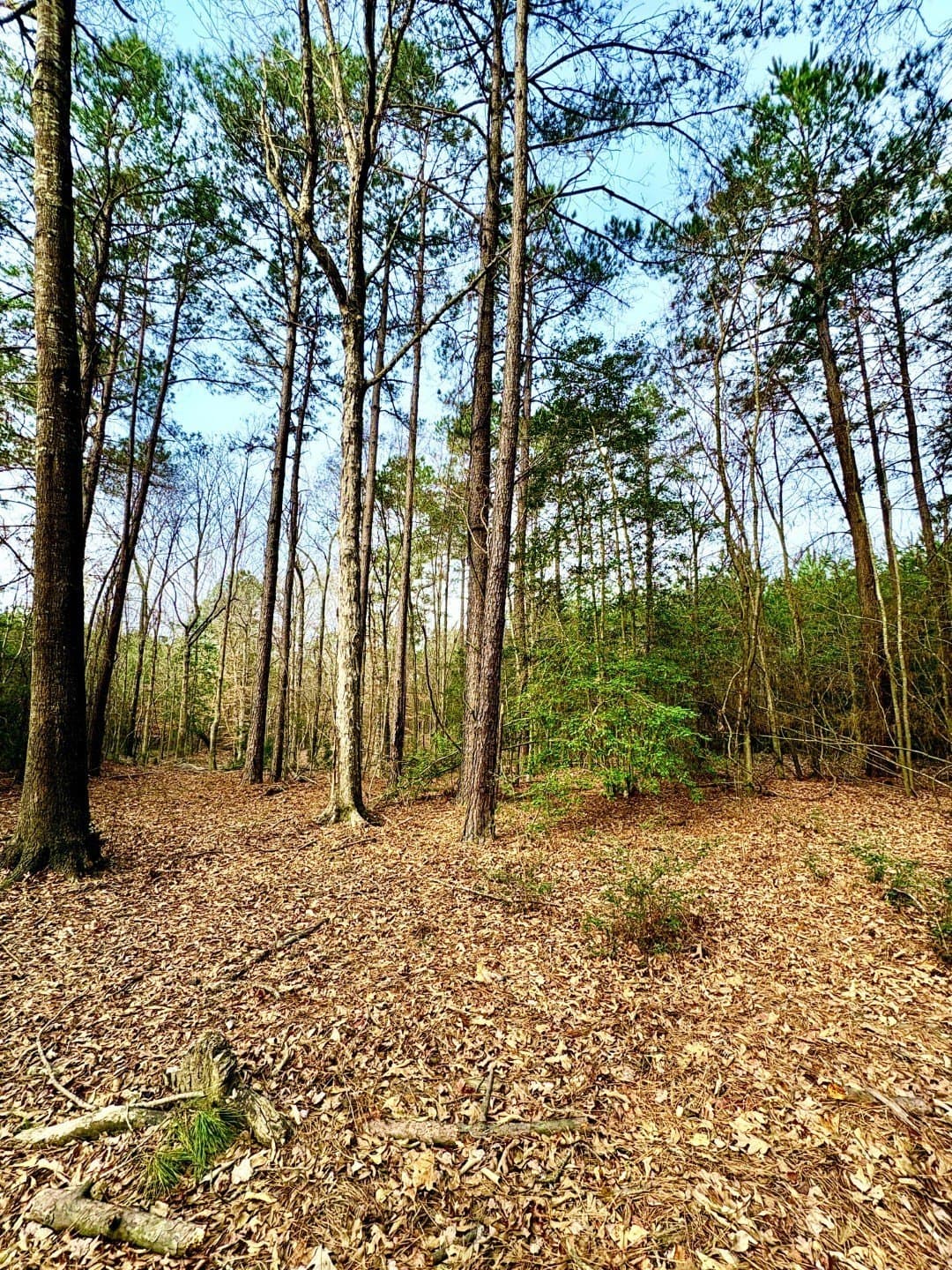 20.28 acres in Shelby County - photo 4