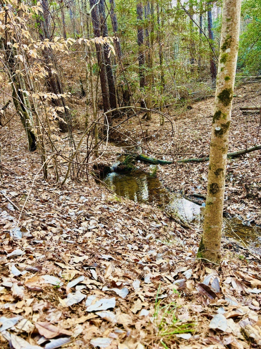20.28 acres in Shelby County - photo 7
