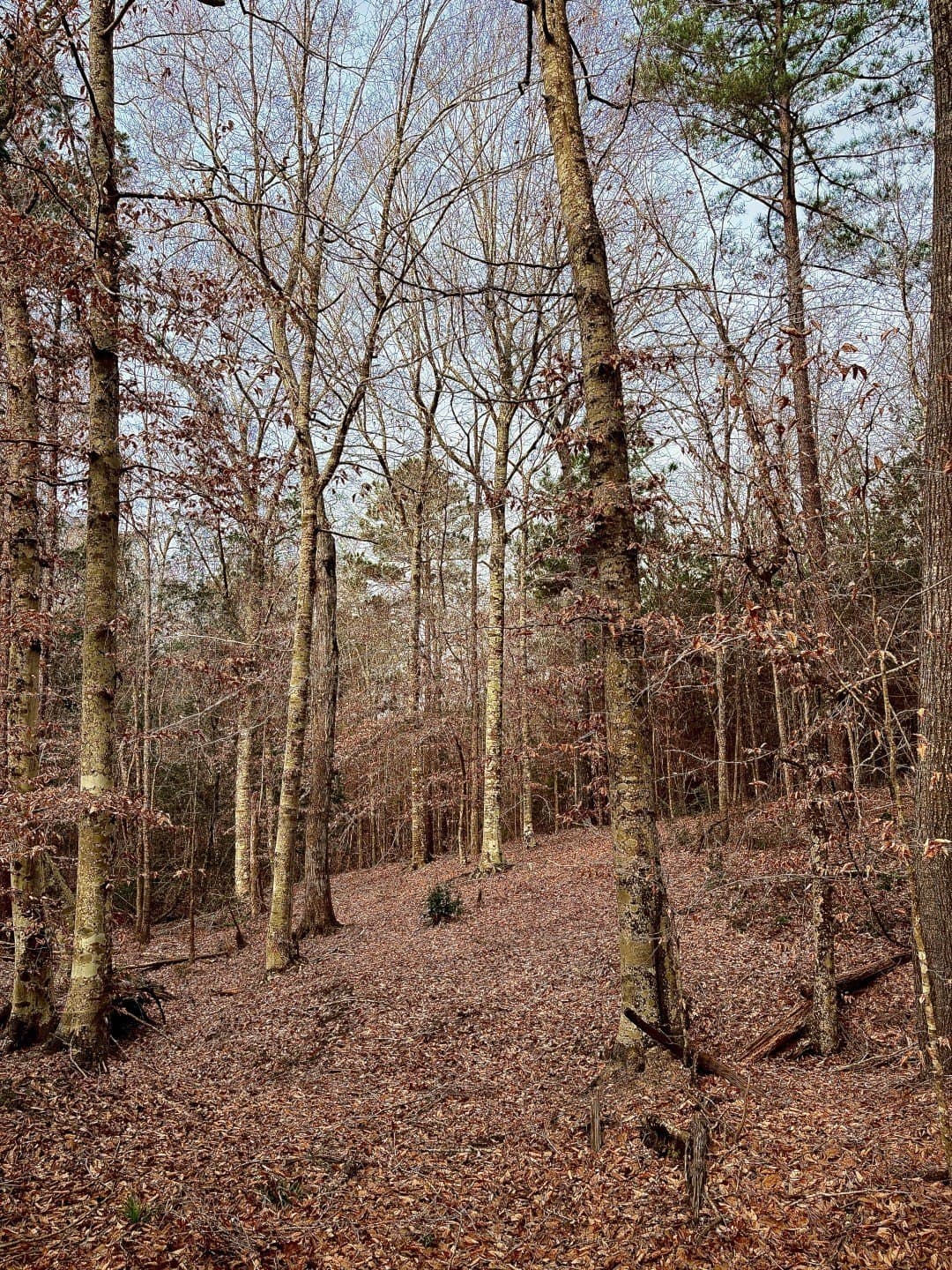 20.28 acres in Shelby County - photo 5
