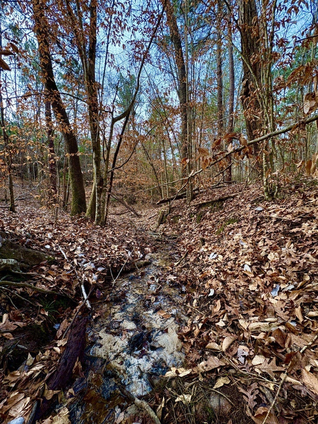20.28 acres in Shelby County - photo 6