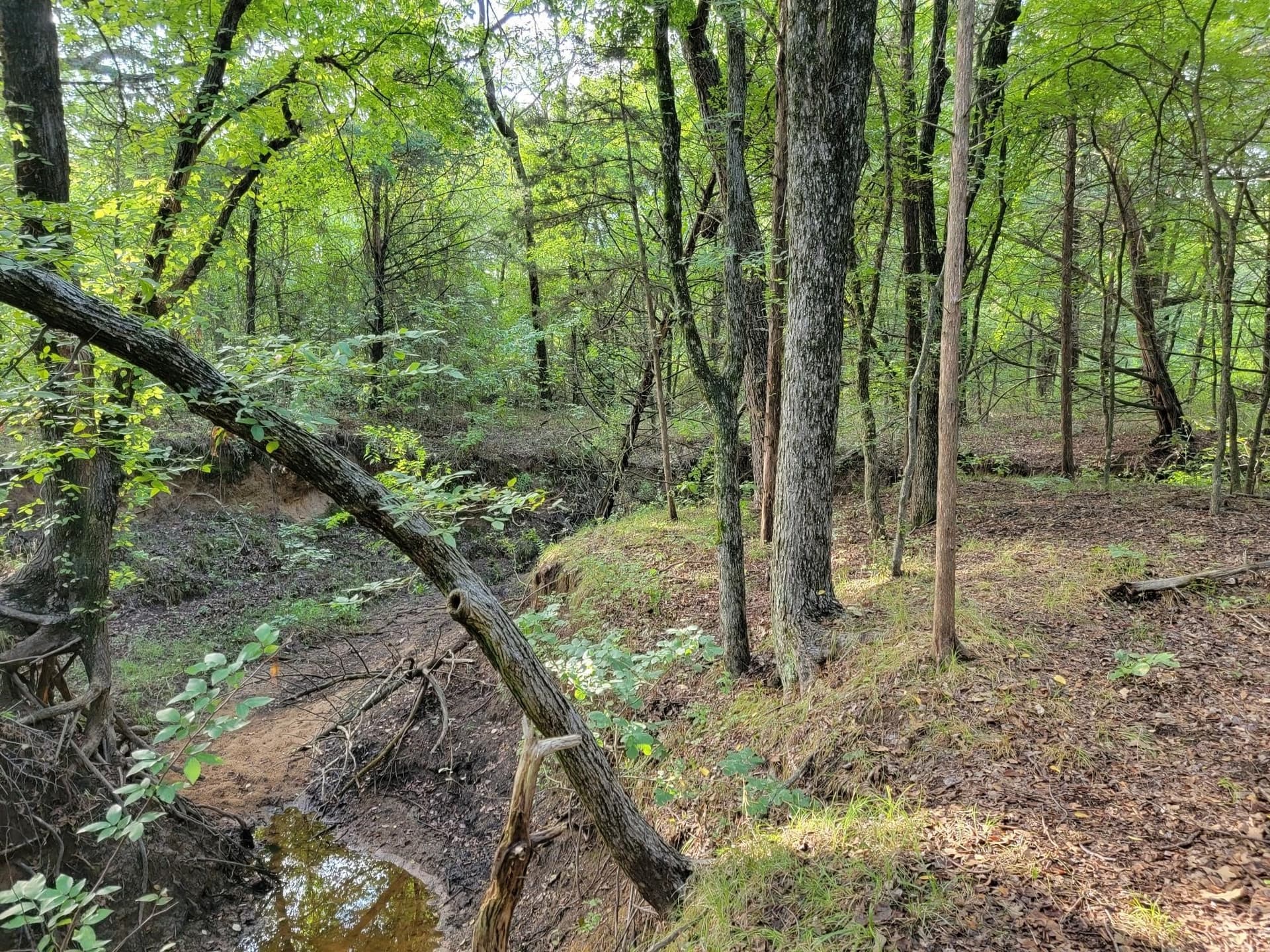 25 acres in Cooke County gallery image 4