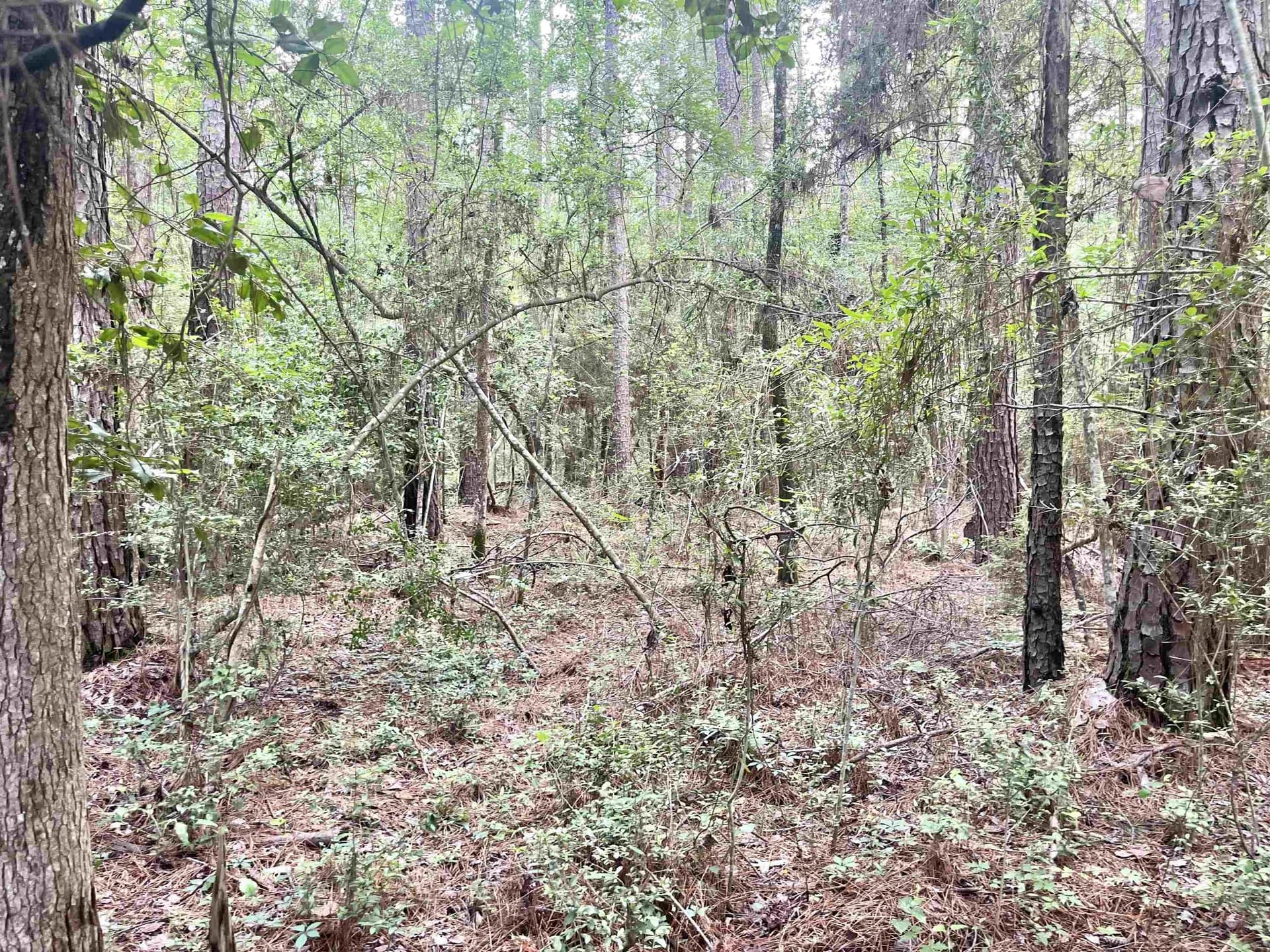 0.29 acres in Texas County - photo 7