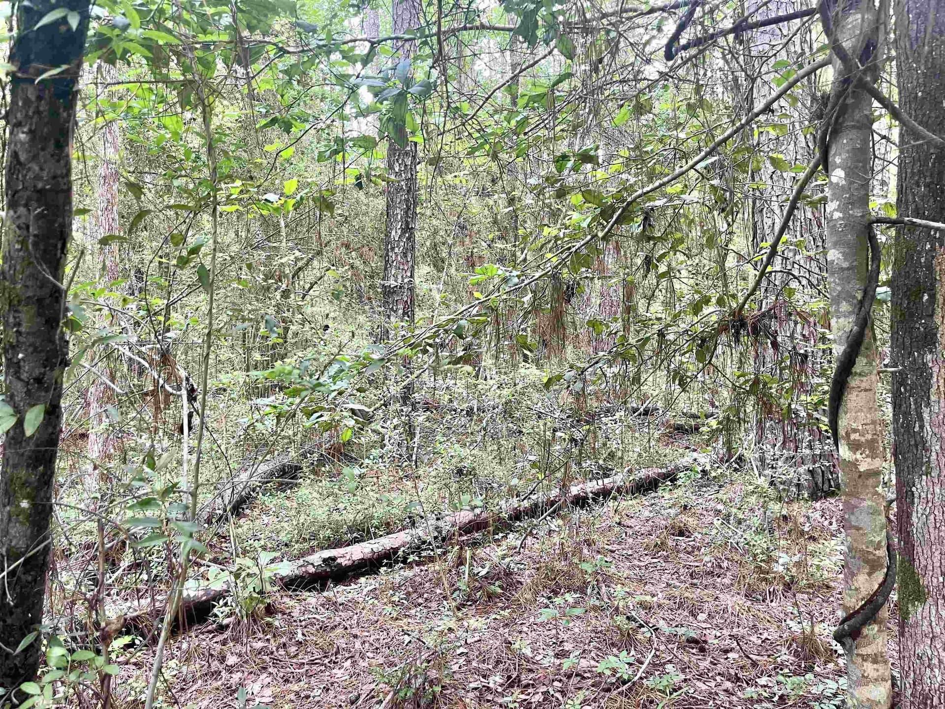 0.29 acres in Texas County - photo 8