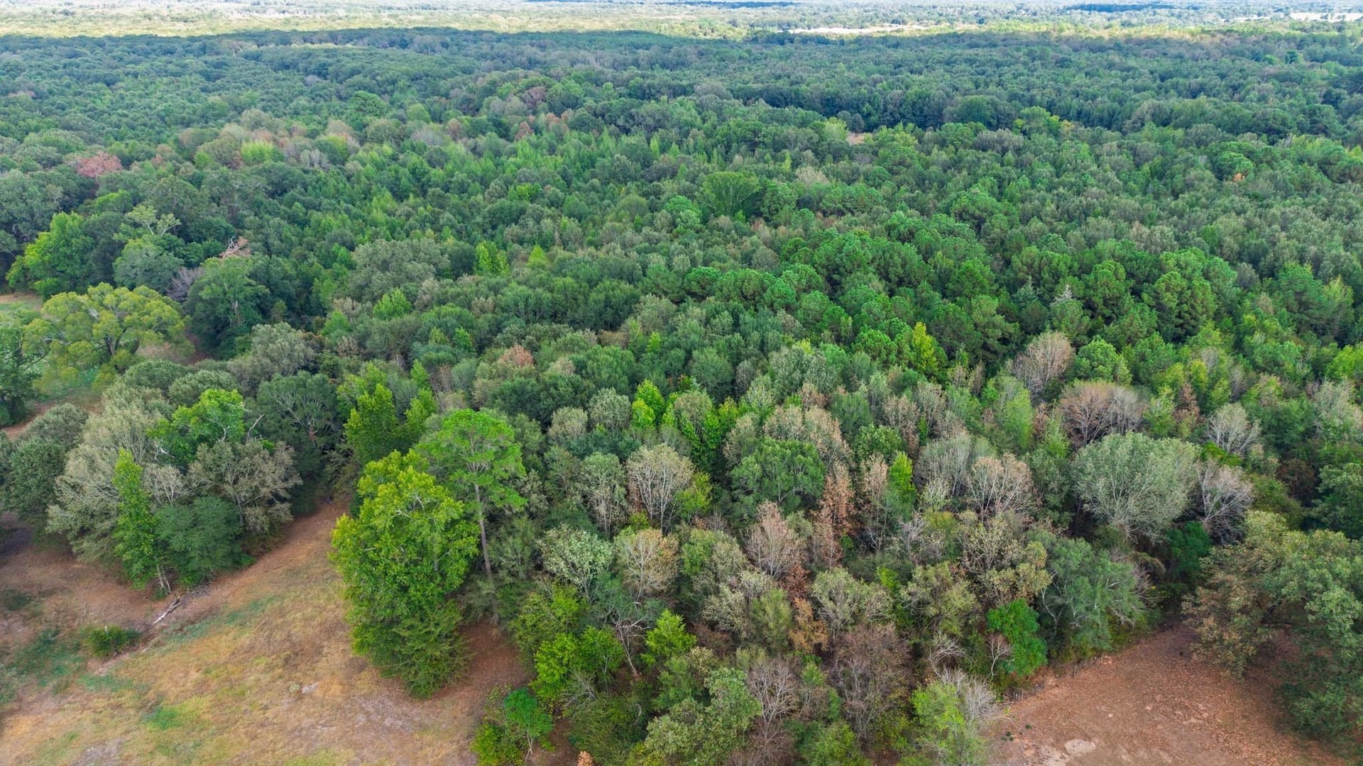 13.18 acres in Camp County - photo 5