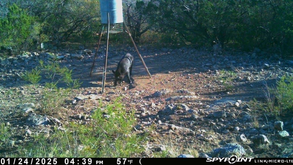 53.1 acres in Uvalde County gallery image 3