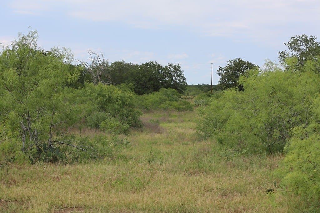 50 acres in Gonzales County gallery image 4