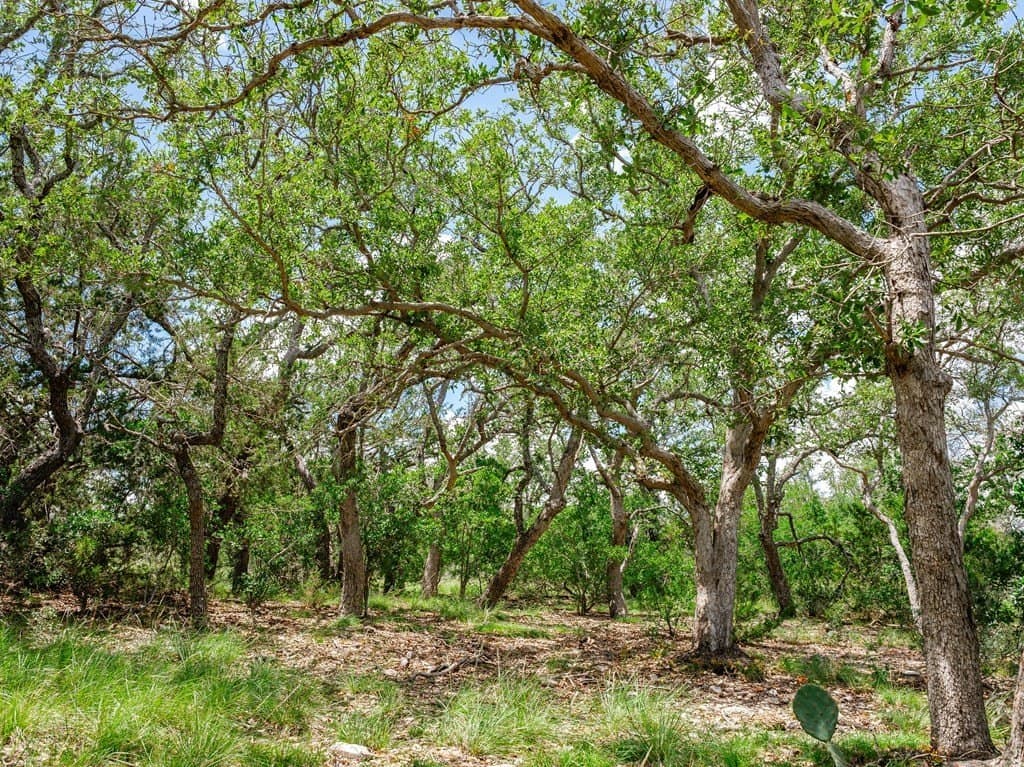 11.87 acres in Gillespie County - photo 7