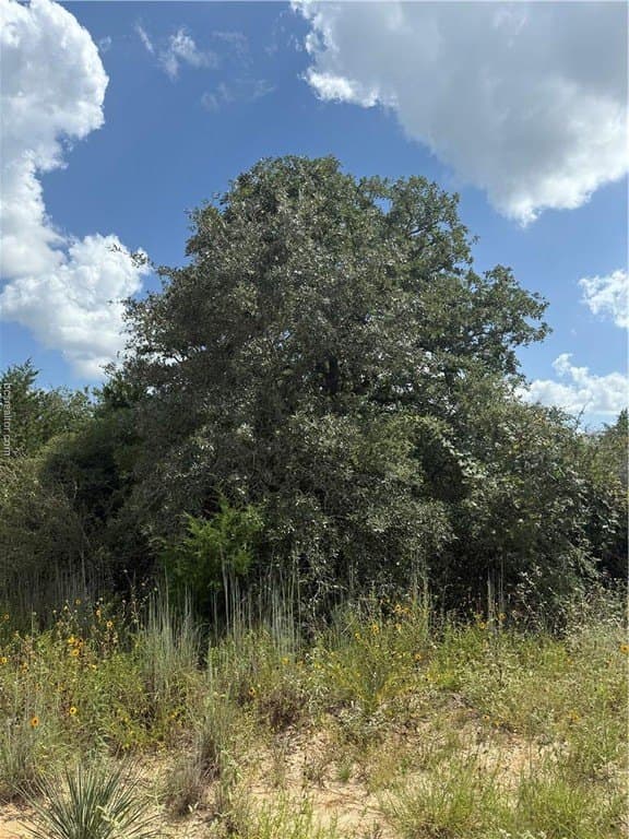 0.3 acres in Burleson County gallery image 2
