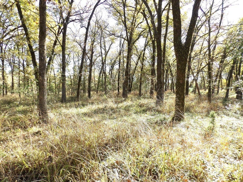 41.75 acres in Texas County - photo 20