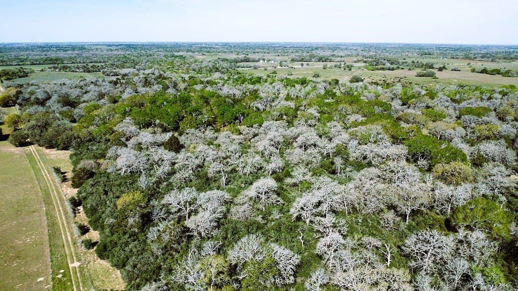 203.99 acres in Lavaca County - photo 7