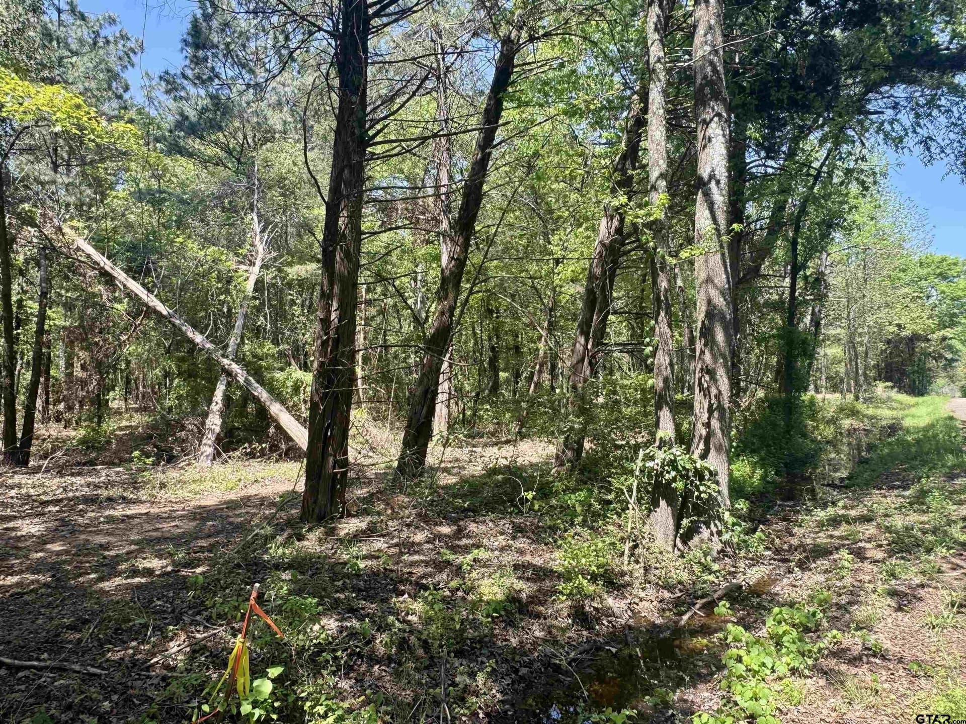 5.65 acres in Titus County - photo 18
