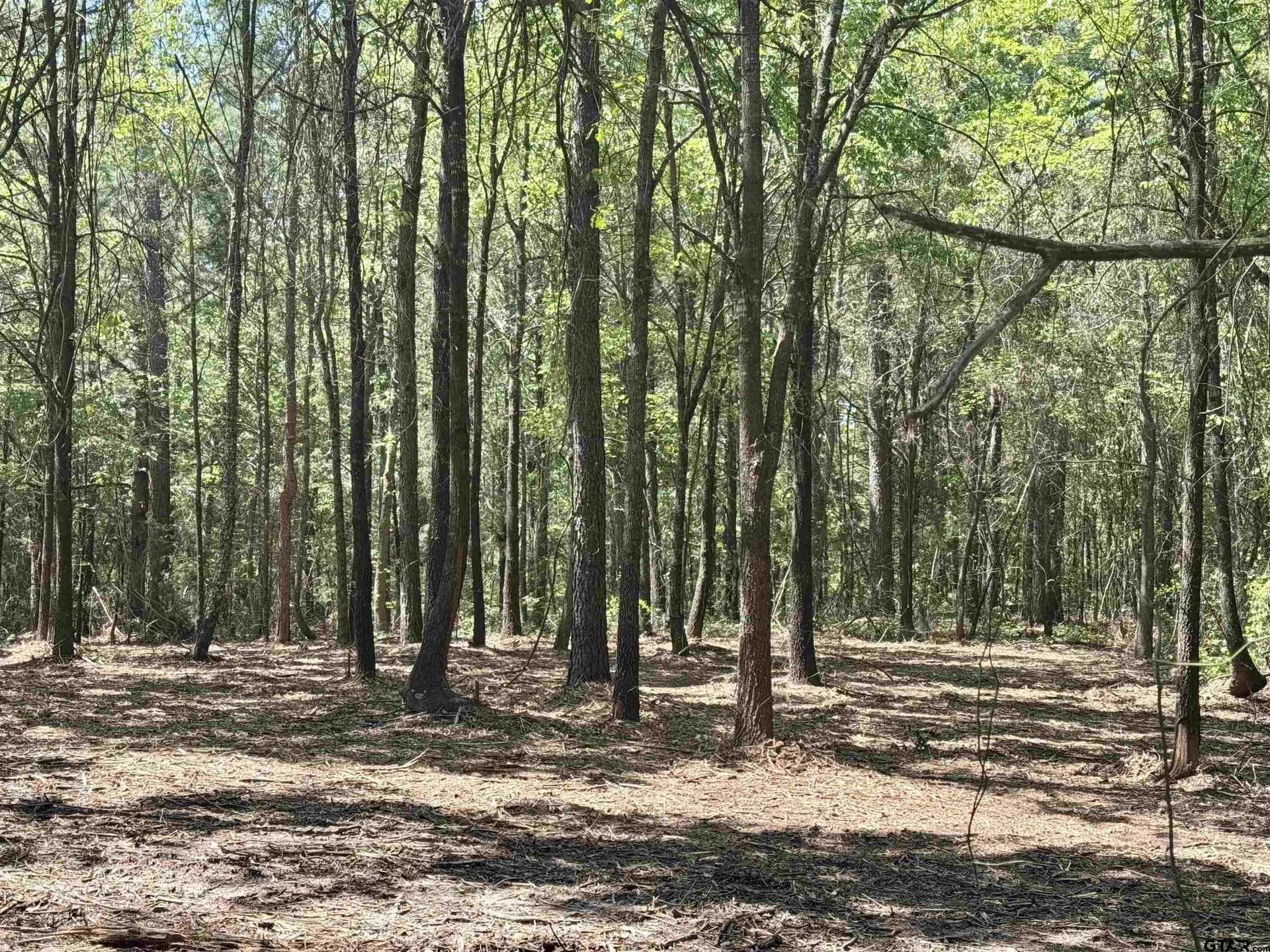 5.65 acres in Titus County - photo 19