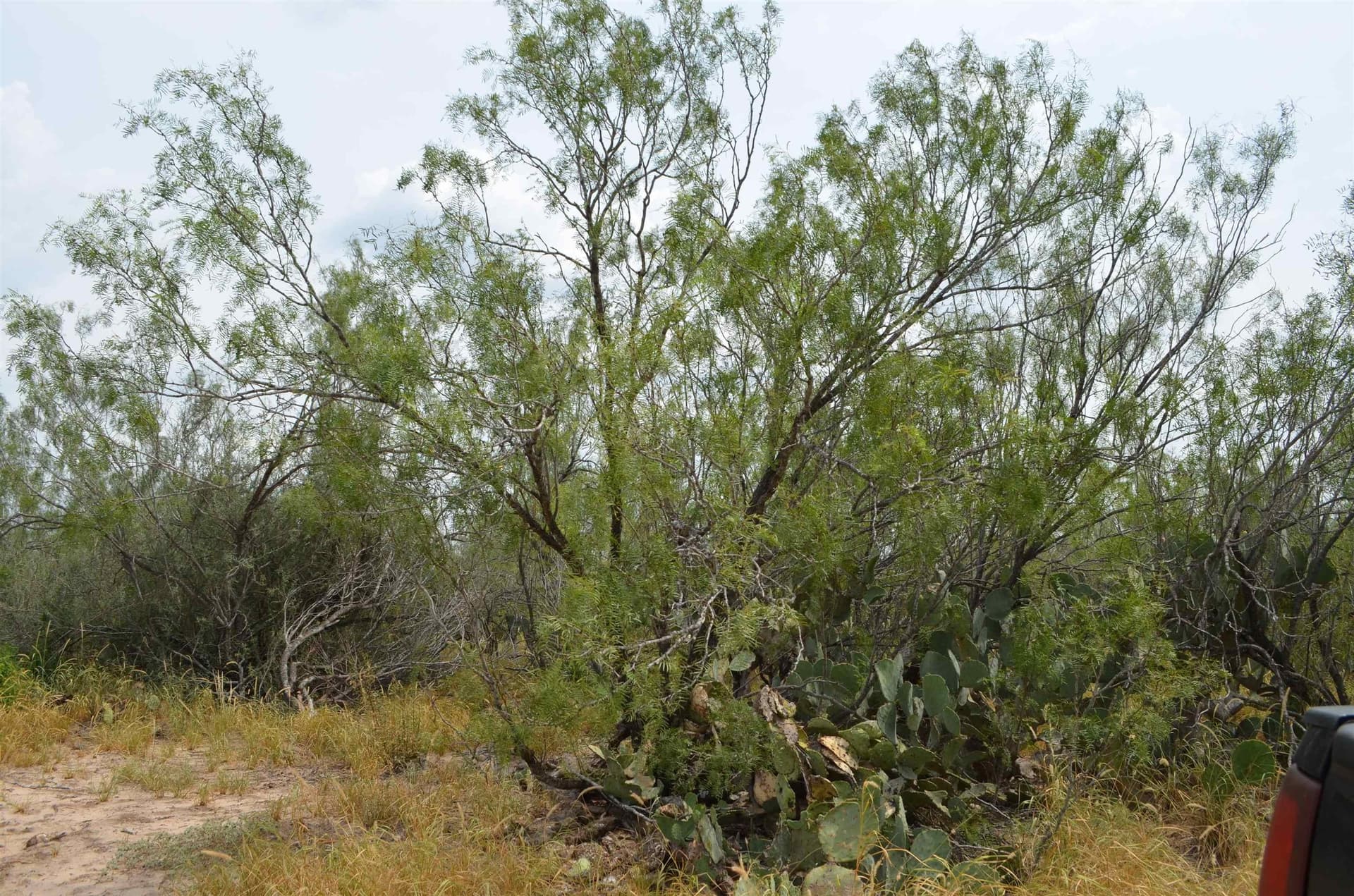 10 acres in Webb County - photo 24