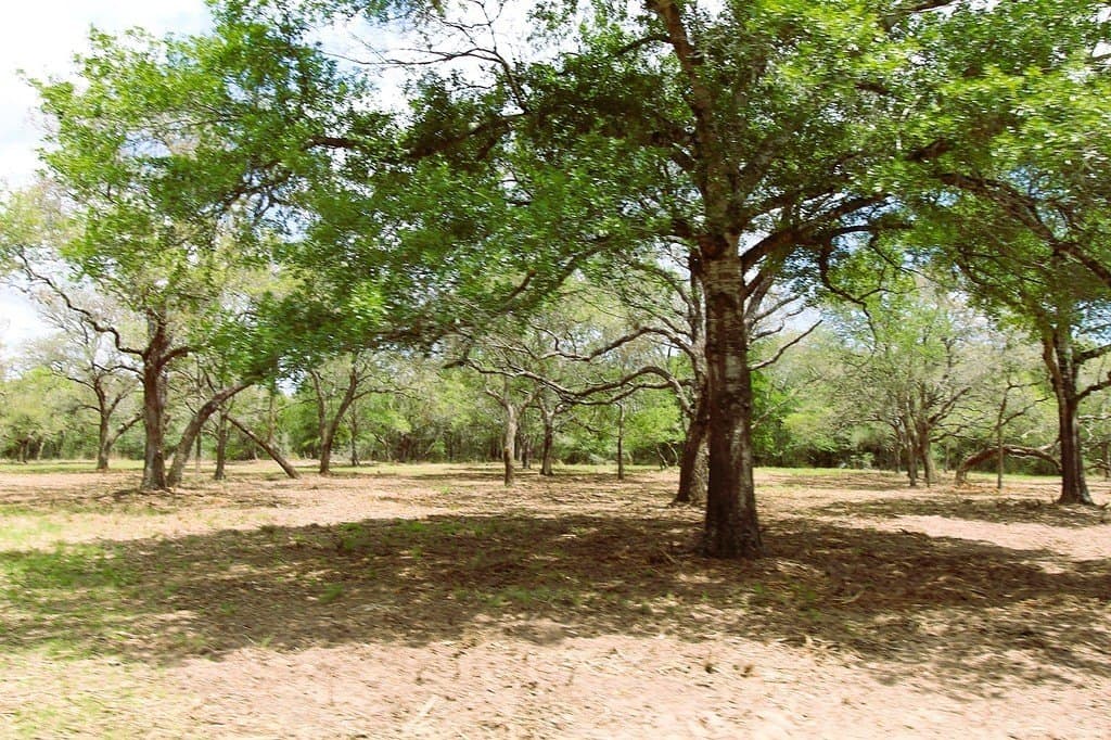 22.86 acres in Colorado County gallery image 4