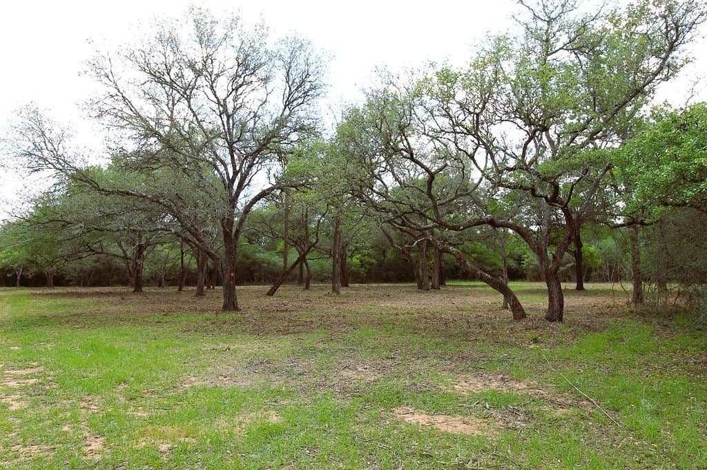 22.86 acres in Colorado County gallery image 2