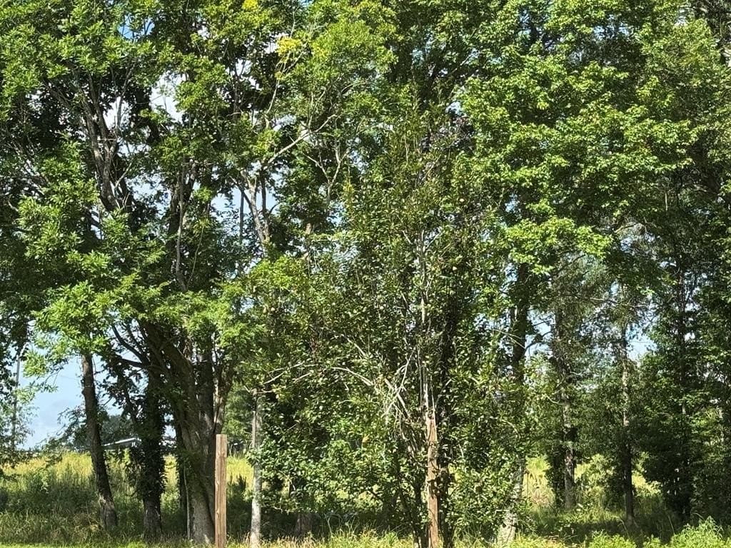22.09 acres in Texas County - photo 8