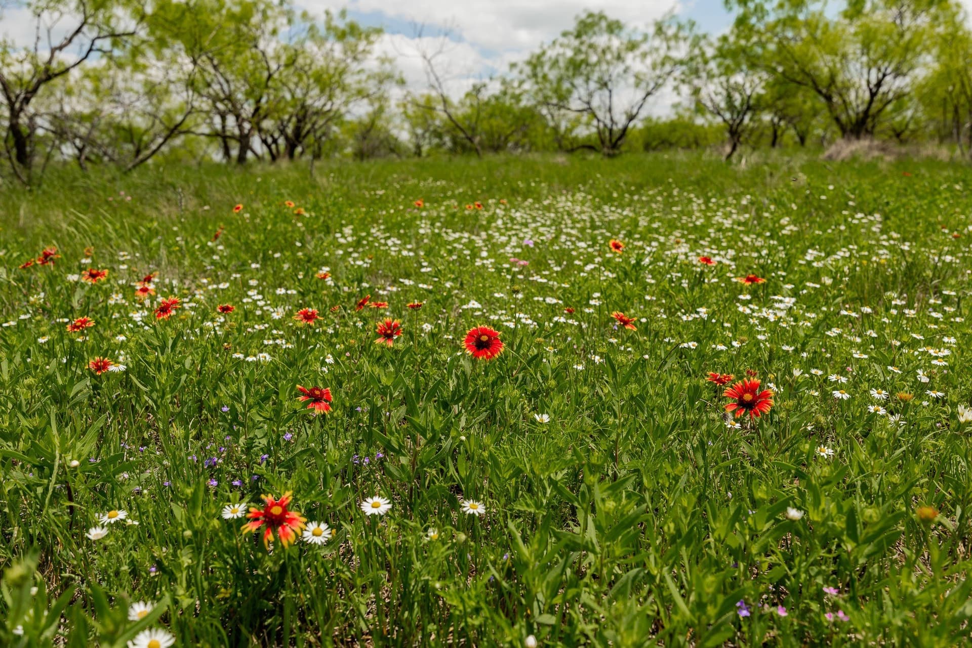 2,242 acres in Runnels County - photo 18