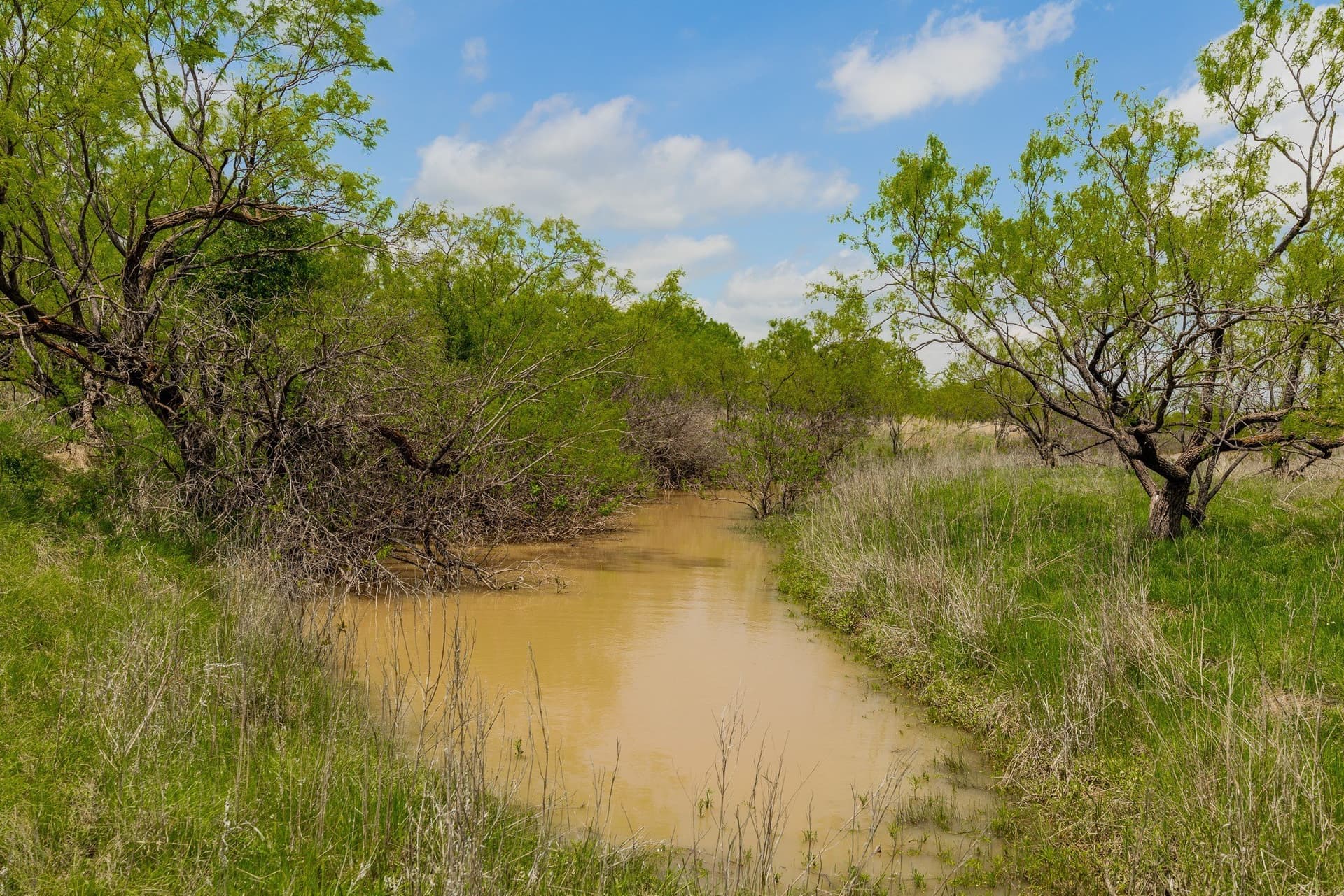 2,242 acres in Runnels County gallery image 4