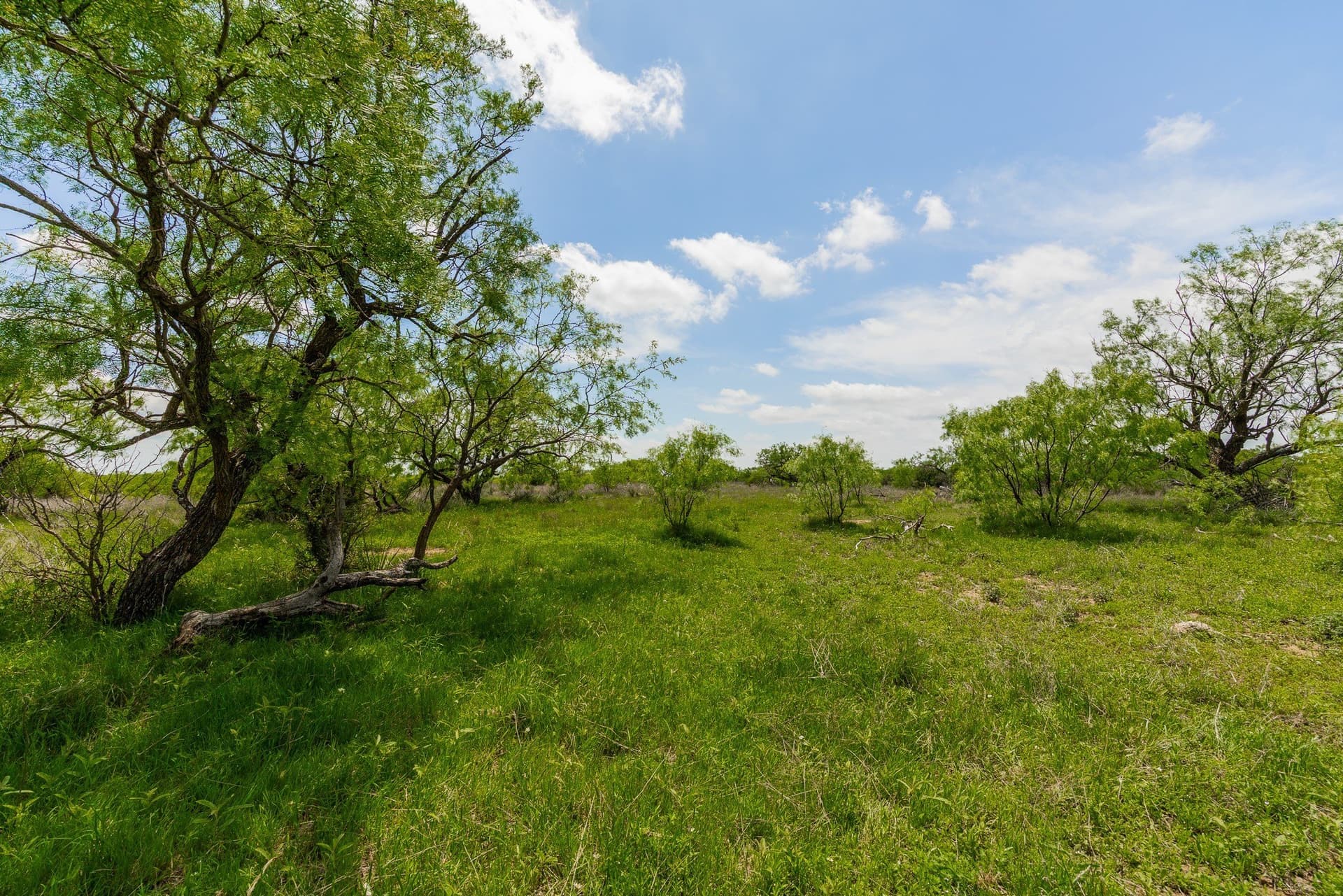 2,242 acres in Runnels County - photo 16