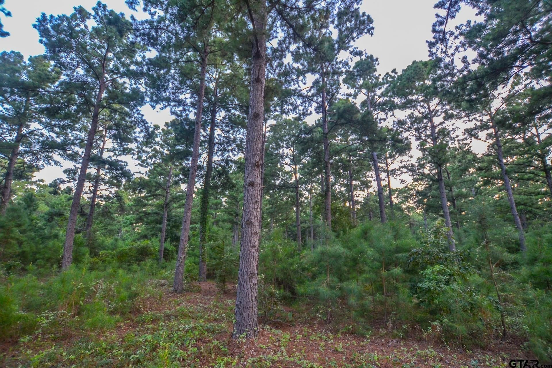 33 acres in Henderson County - photo 22