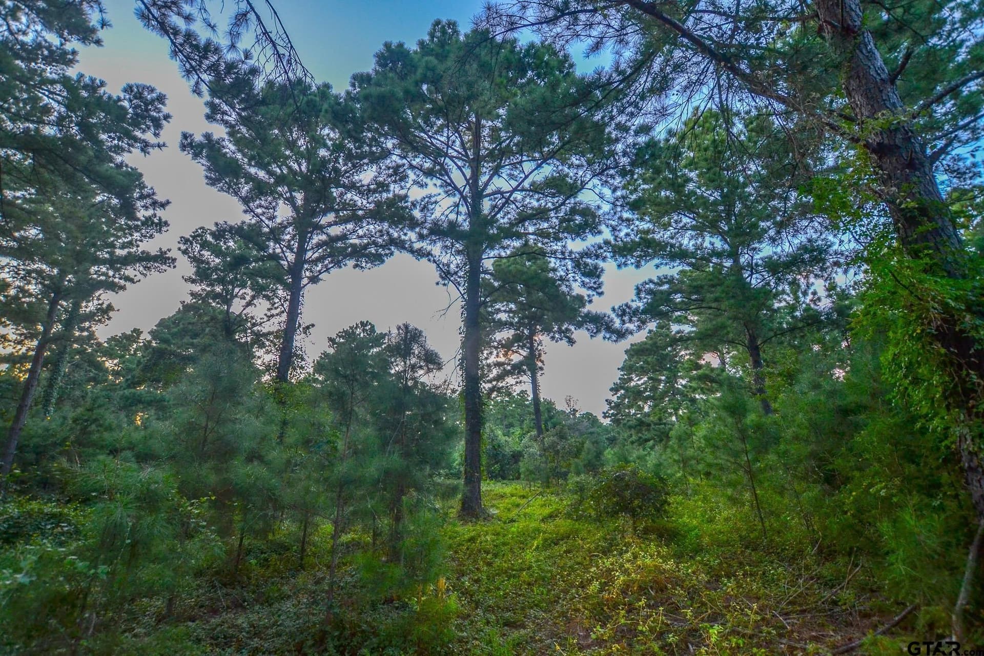 33 acres in Henderson County - photo 14