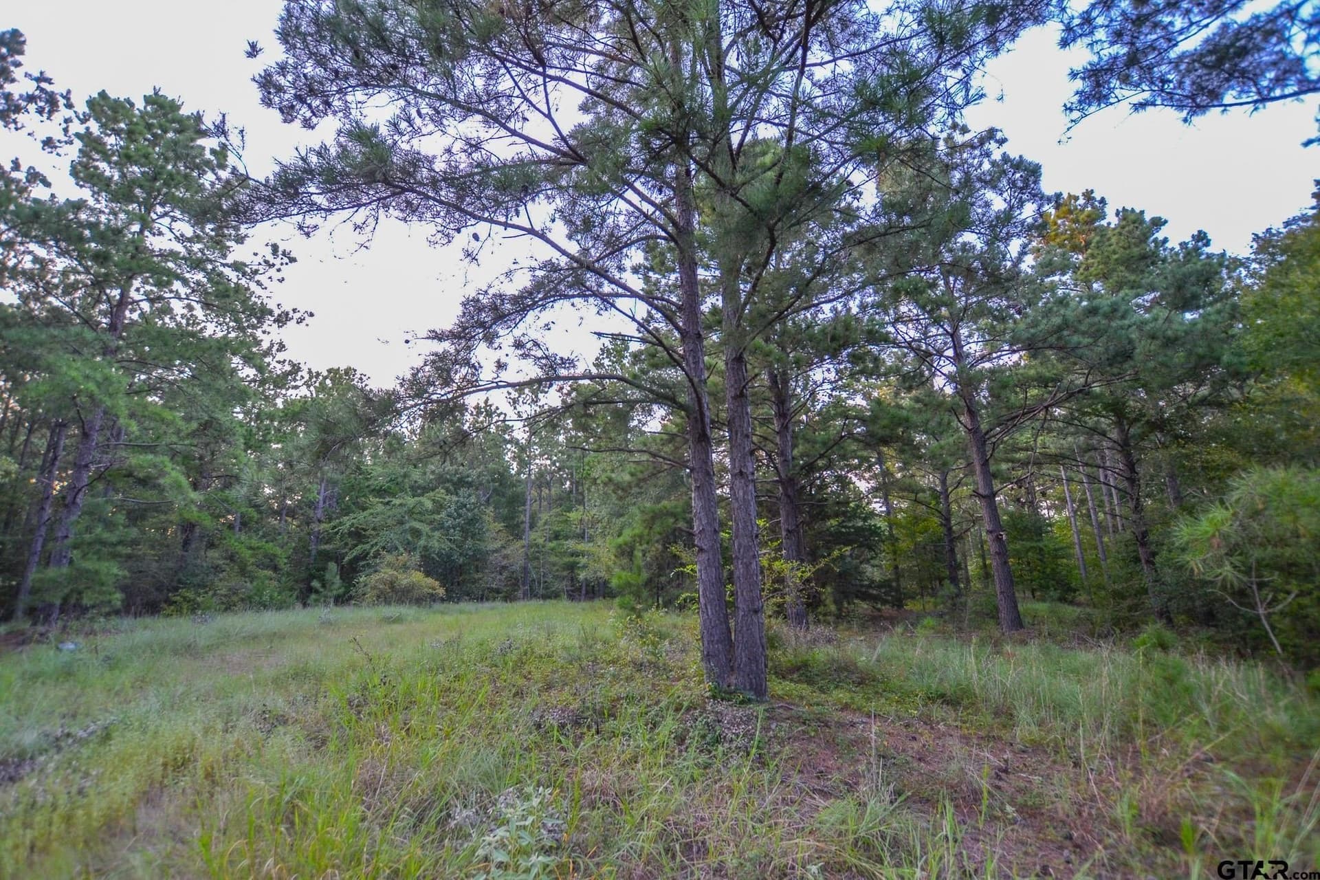 33 acres in Henderson County - photo 13