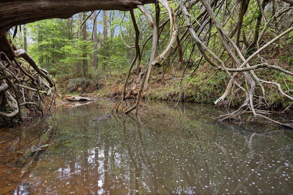 69.19 acres in Henderson County - photo 33