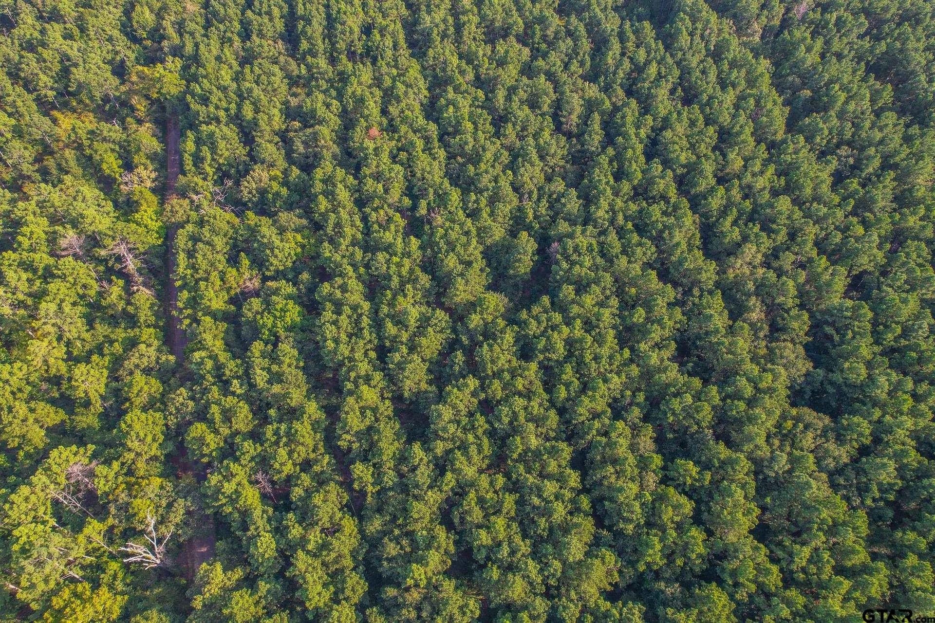 35 acres in Henderson County - photo 8