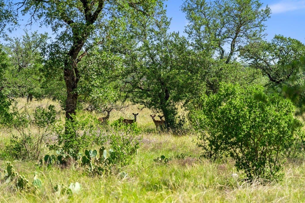 25 acres in Blanco County gallery image 3