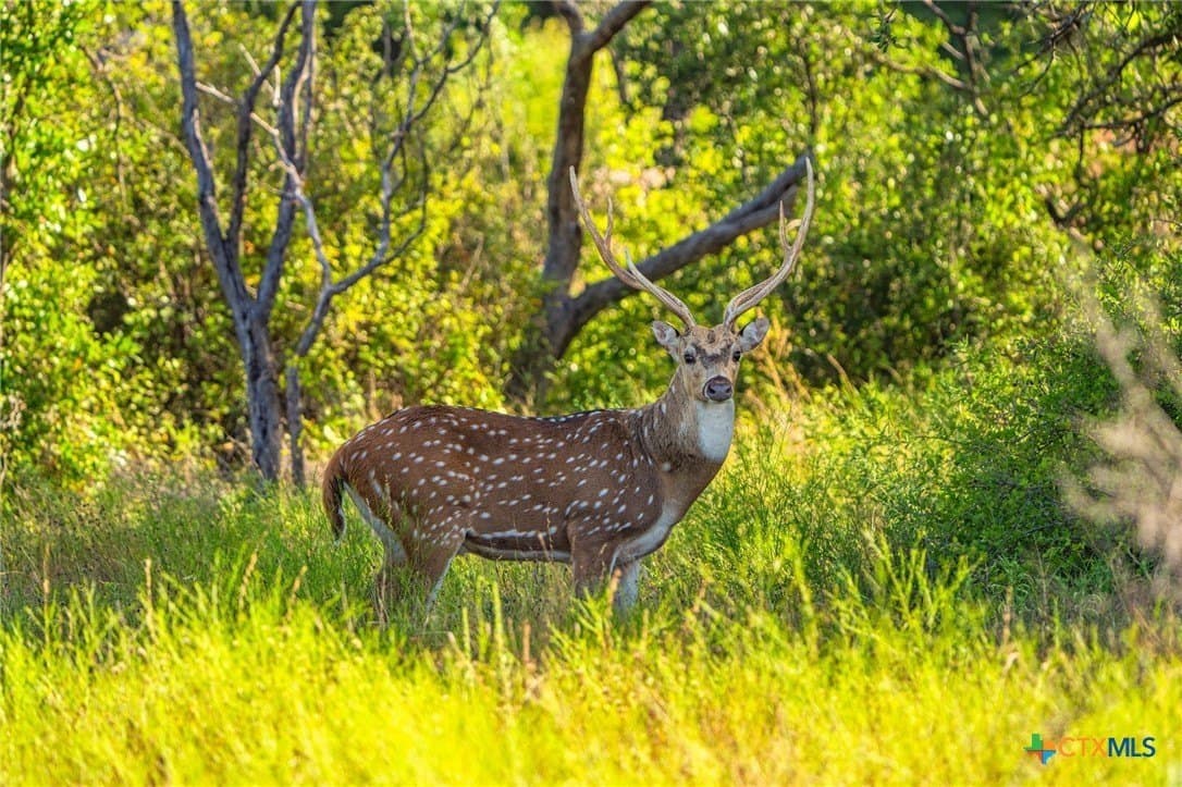 235 acres in Comanche County featured view
