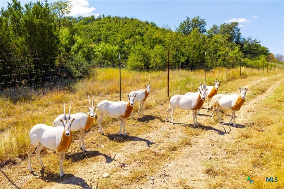 235 acres in Comanche County - photo 11
