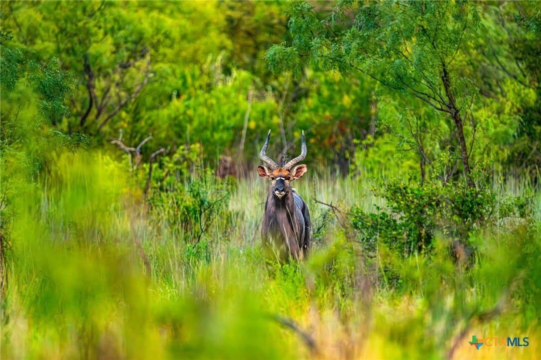 235 acres in Comanche County gallery image 3