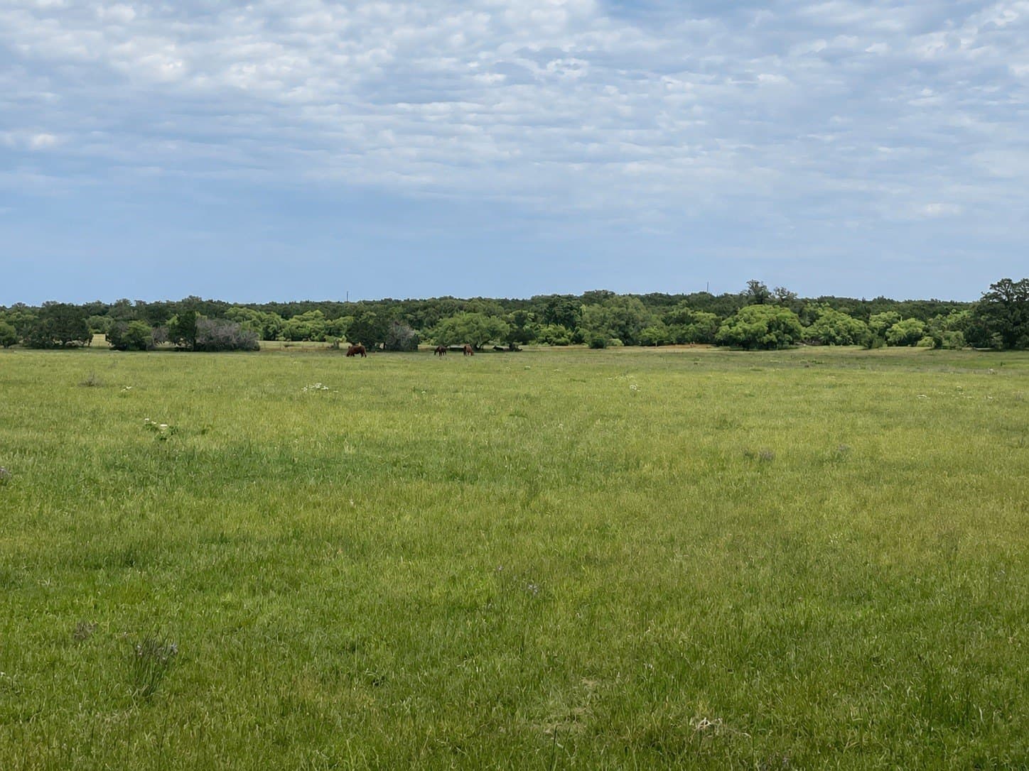 51.91 acres in Callahan County - photo 32