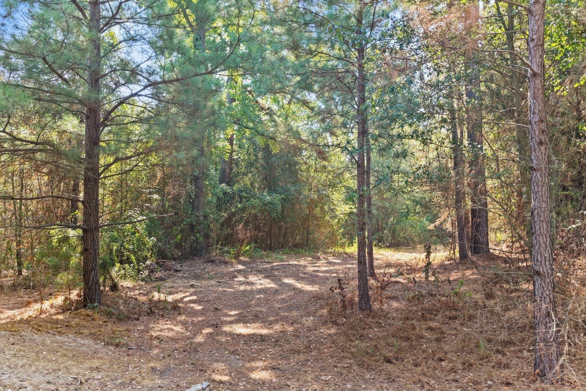 97.56 acres in Camp County - photo 39