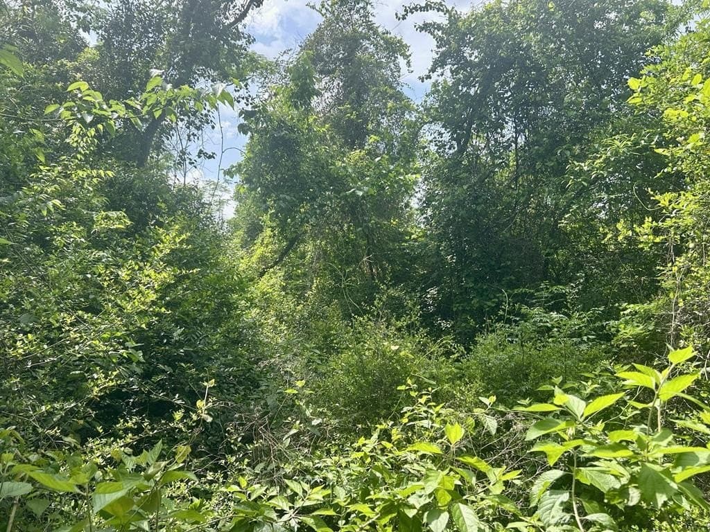 1.13 acres in Texas County featured view